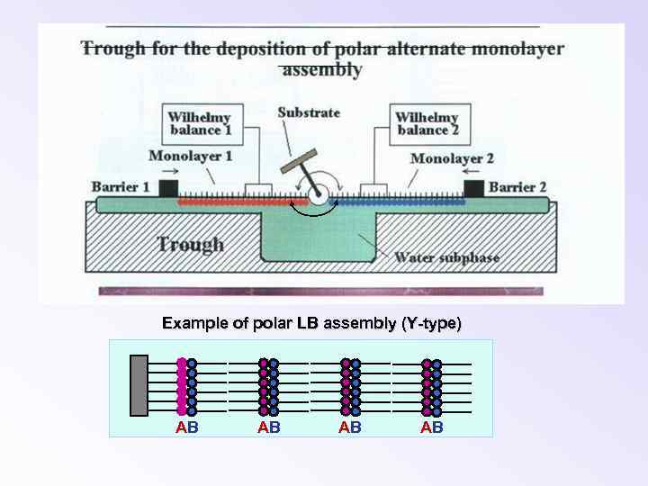 Example of polar LB assembly (Y-type) AB AB 