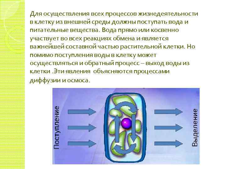 Процессами жизнедеятельности в клетках животных управляет