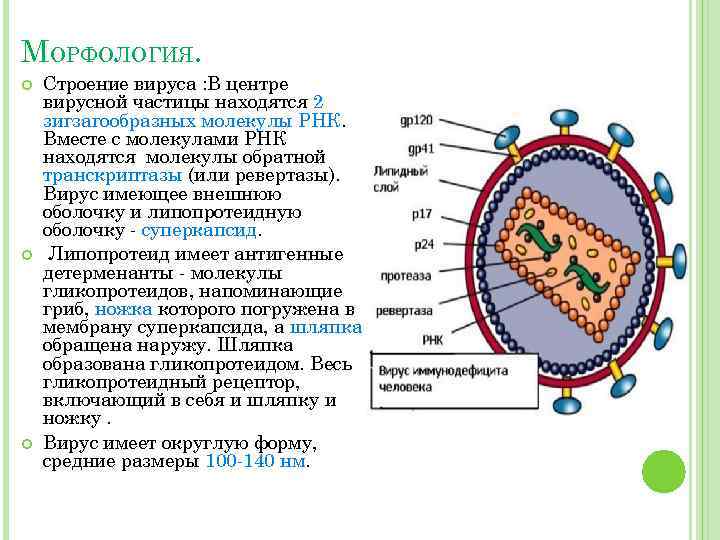 Строение вич вируса схема