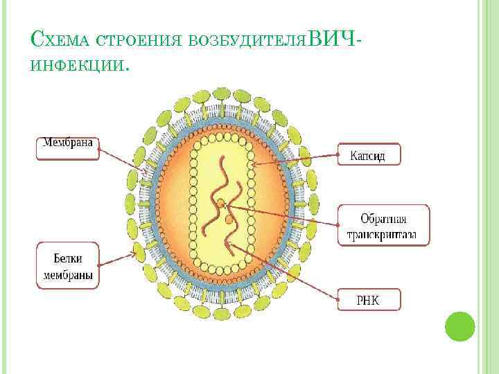 СХЕМА СТРОЕНИЯ ВОЗБУДИТЕЛЯ ВИЧИНФЕКЦИИ. 