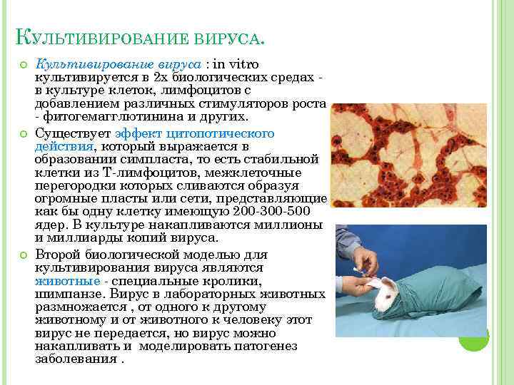 КУЛЬТИВИРОВАНИЕ ВИРУСА. Культивирование вируса : in vitro культивируется в 2 х биологических средах в