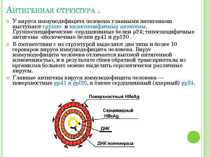 АНТИГЕННАЯ СТРУКТУРА. У вируса иммунодефицита человека главными антигенами выступают группо- и видоспецифичные антигены. Группоспецифические