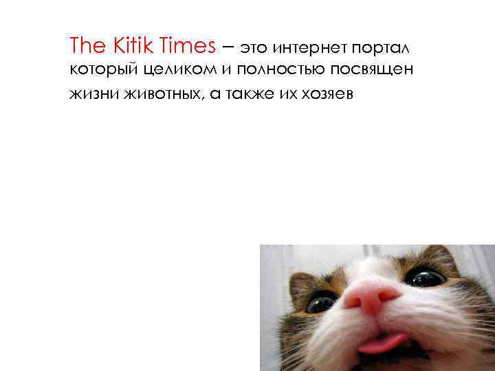 The Kitik Times – это интернет портал который целиком и полностью посвящен жизни животных,