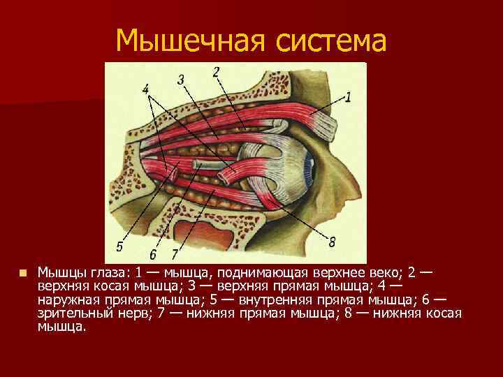 Мышечная система n Мышцы глаза: 1 — мышца, поднимающая верхнее веко; 2 — верхняя