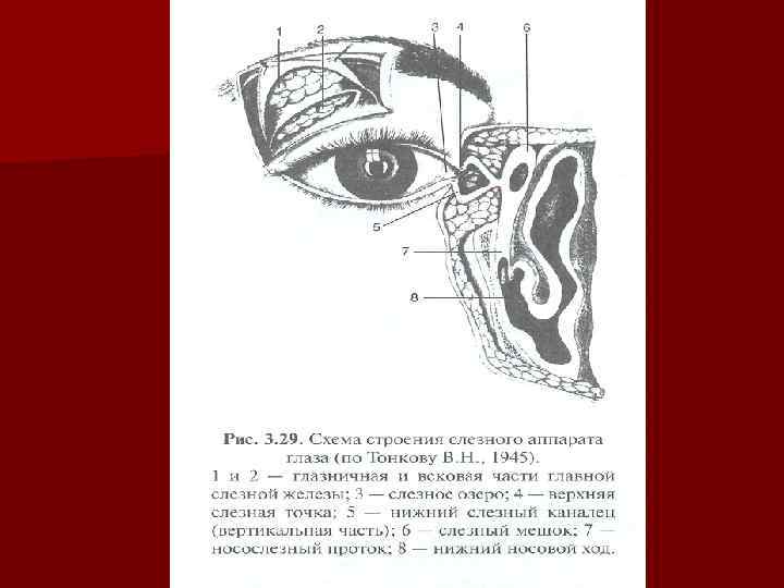 Вспомогательный аппарат глаза картинка