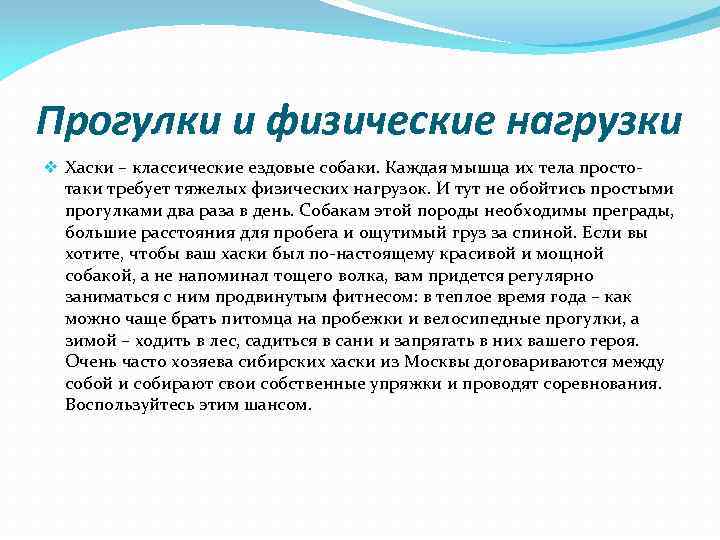 Прогулки и физические нагрузки v Хаски – классические ездовые собаки. Каждая мышца их тела