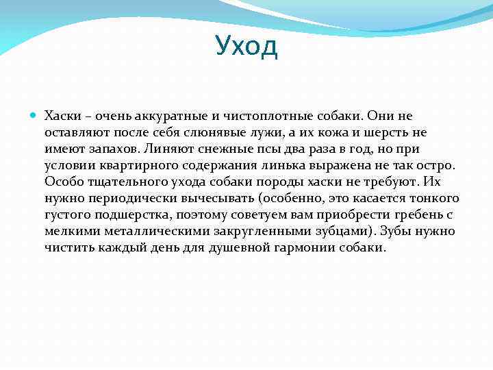 Уход Хаски – очень аккуратные и чистоплотные собаки. Они не оставляют после себя слюнявые