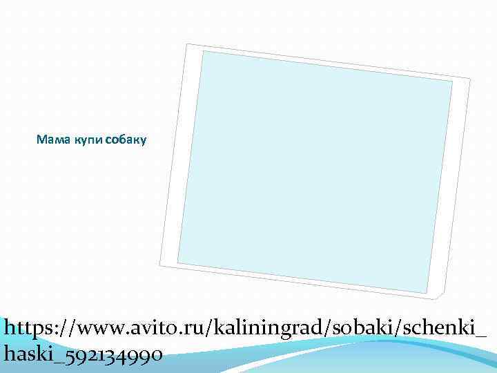Мама купи собаку https: //www. avito. ru/kaliningrad/sobaki/schenki_ haski_592134990 