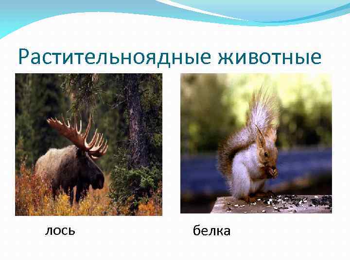 Растительноядные животные лось белка 