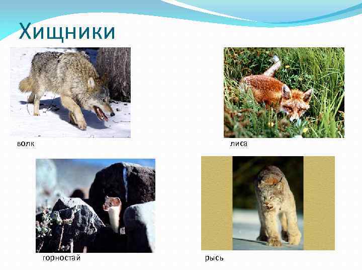 Хищники волк лиса горностай рысь 