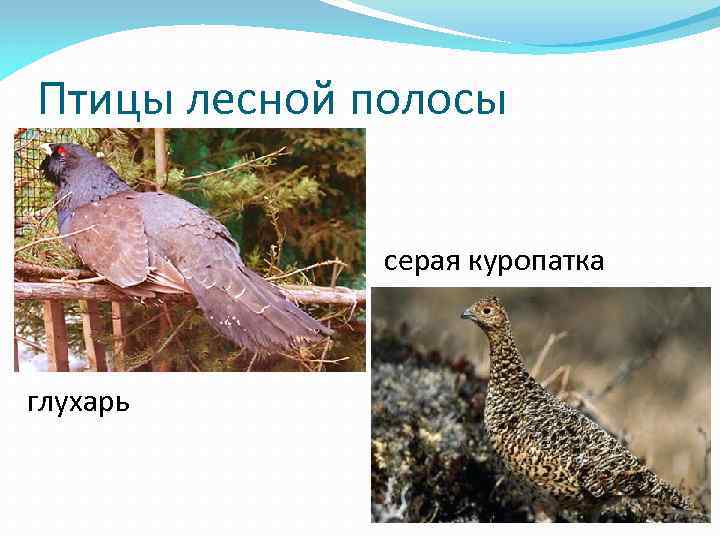 Птицы лесной полосы серая куропатка глухарь 