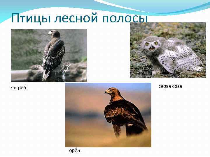 Птицы лесной полосы серая сова ястреб орёл 