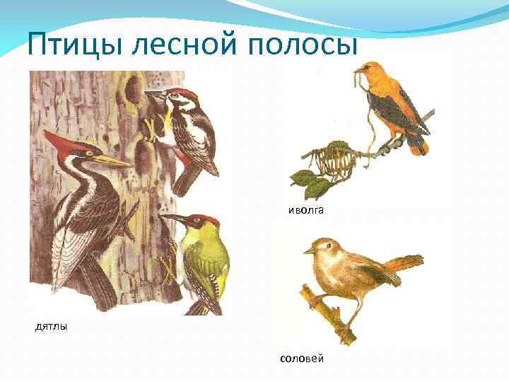 Птицы лесной полосы иволга дятлы соловей 