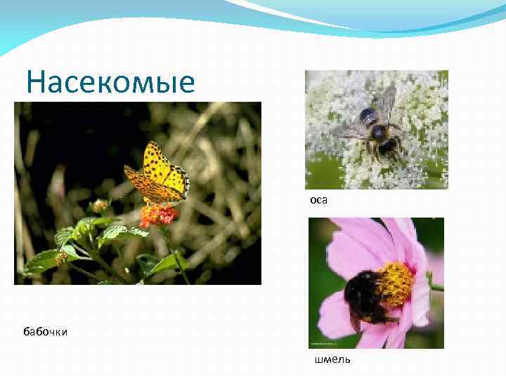 Насекомые оса бабочки шмель 