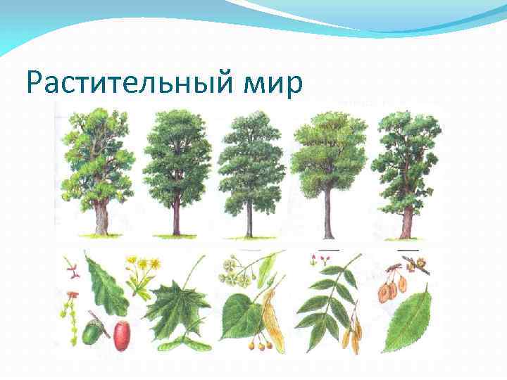 Рисунок тайги смешанный и широколиственный лес 4