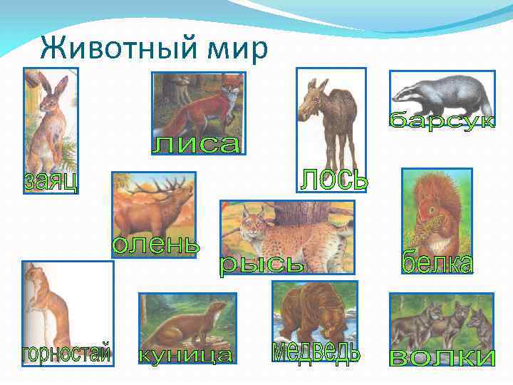 Животный мир 