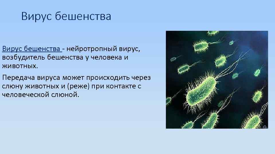 Вирус бешенства - нейротропный вирус, возбудитель бешенства у человека и животных. Передача вируса может