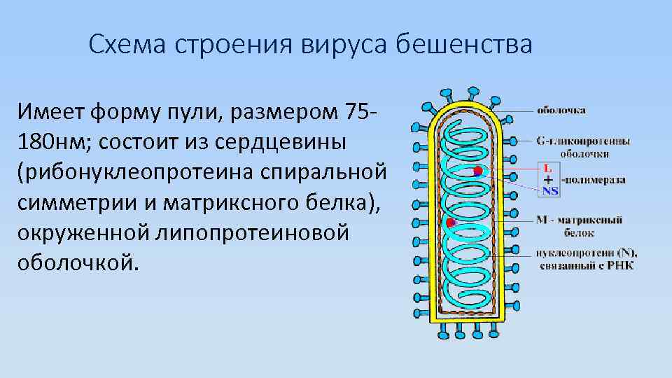 Схема строения вируса бешенства Имеет форму пули, размером 75180 нм; состоит из сердцевины (рибонуклеопротеина