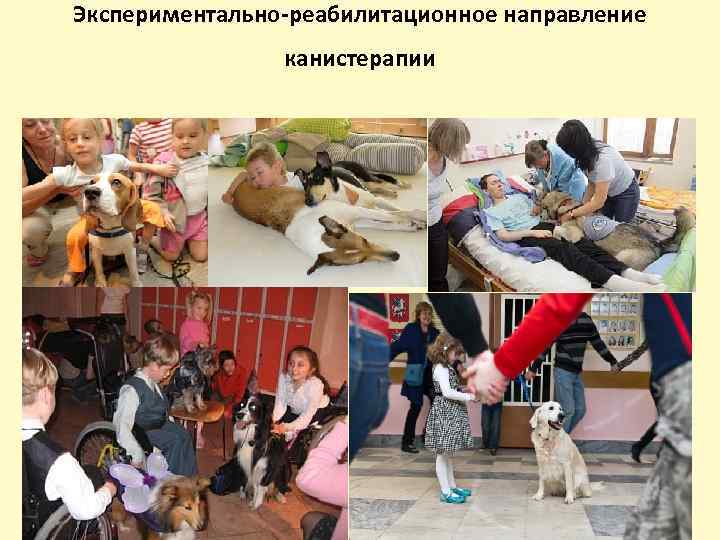 Экспериментально-реабилитационное направление канистерапии 