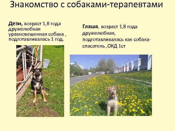 Знакомство с собаками-терапевтами Дези, возраст 1, 8 года дружелюбная уравновешенная собака , подготавливалась 1