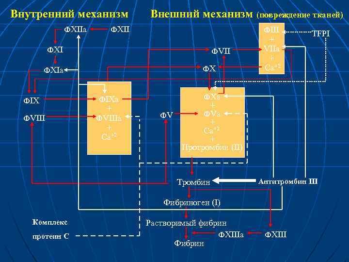 Внутренний механизм ФXIIa Внешний механизм (повреждение тканей) ФXII ФIII ФXI ФVII ФX ФXIa ФIX