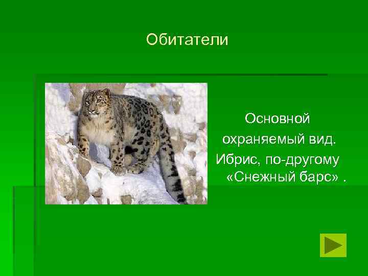 Обитатели Основной охраняемый вид. Ибрис, по-другому «Снежный барс» . 