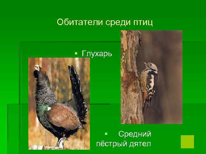 Обитатели среди птиц § Глухарь § Средний пёстрый дятел 
