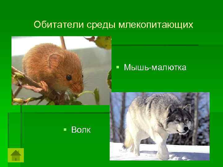 Обитатели среды млекопитающих § Мышь-малютка § Волк 