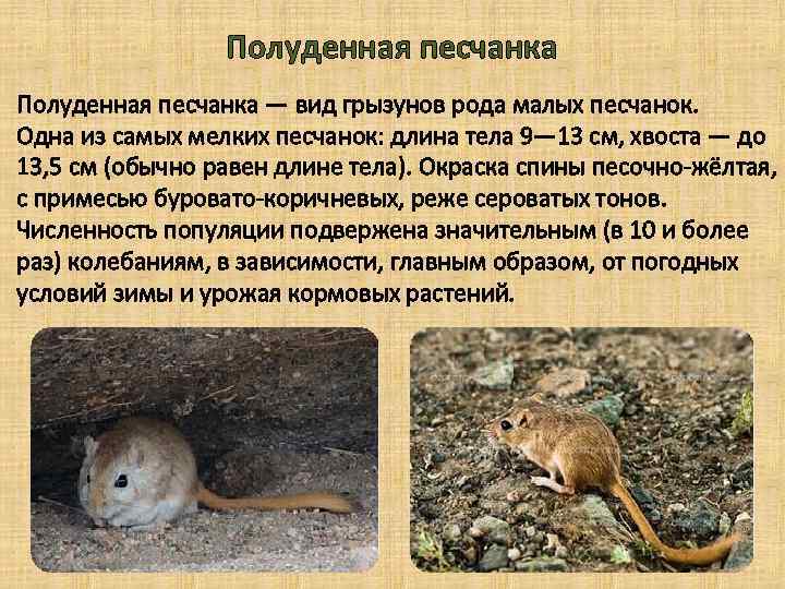 Полуденная песчанка — вид грызунов рода малых песчанок. Одна из самых мелких песчанок: длина