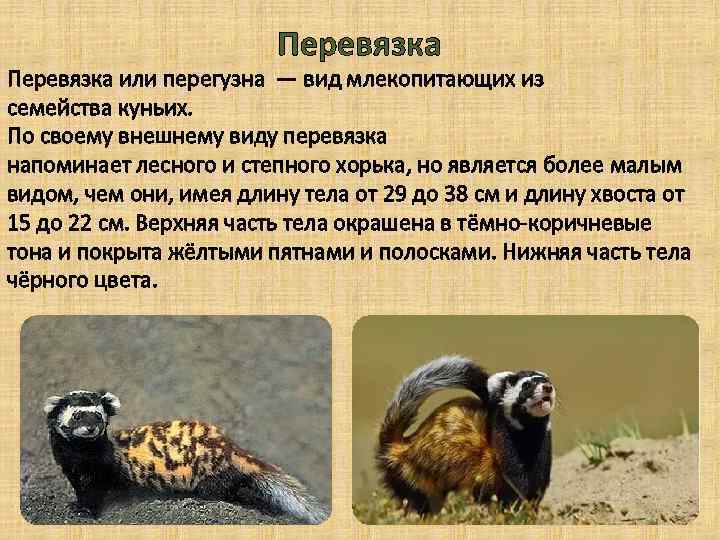 Перевязка или перегузна — вид млекопитающих из семейства куньих. По своему внешнему виду перевязка