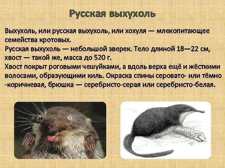 Русская выхухоль Выхухоль, или русская выхухоль, или хохуля — млекопитающее семейства кротовых. Русская выхухоль