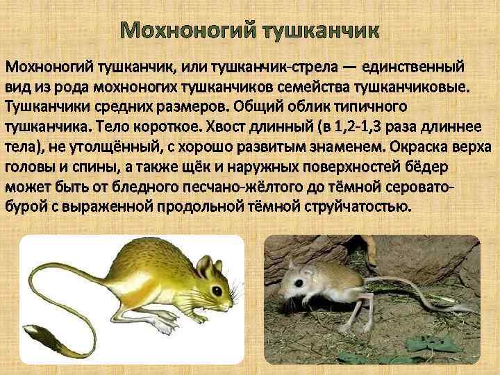 Мохноногий тушканчик, или тушканчик-стрела — единственный вид из рода мохноногих тушканчиков семейства тушканчиковые. Тушканчики