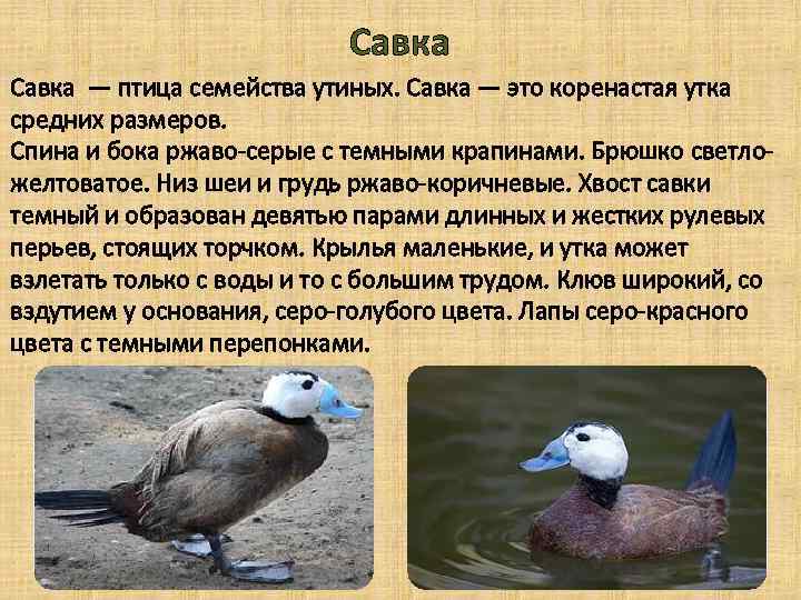 Савка — птица семейства утиных. Савка — это коренастая утка средних размеров. Спина и