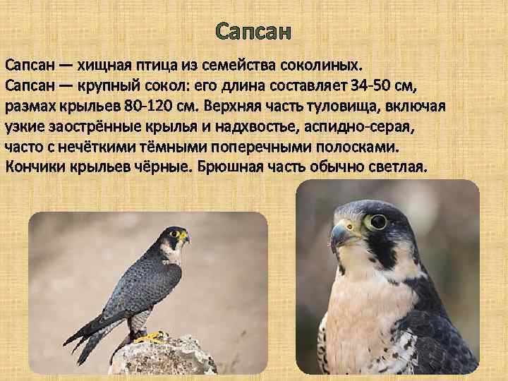 Сапсан — хищная птица из семейства соколиных. Сапсан — крупный сокол: его длина составляет