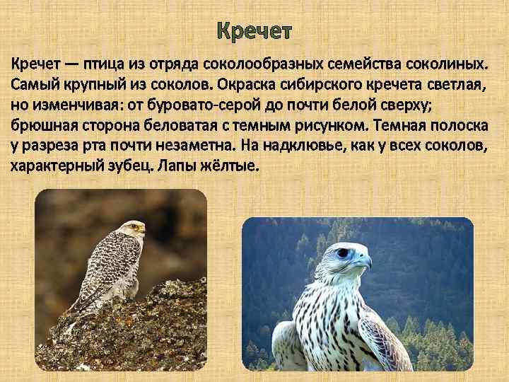 Кречет — птица из отряда соколообразных семейства соколиных. Самый крупный из соколов. Окраска сибирского