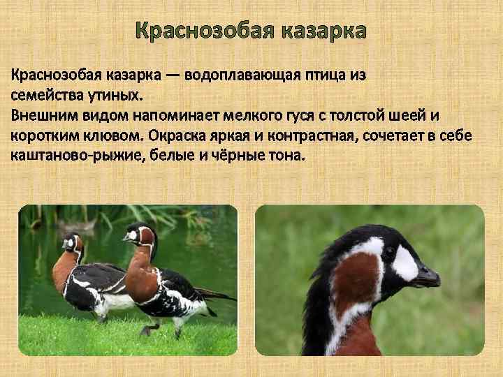 Краснозобая казарка — водоплавающая птица из семейства утиных. Внешним видом напоминает мелкого гуся с