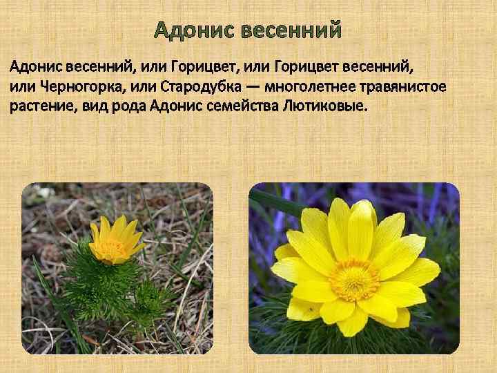 Адонис весенний, или Горицвет весенний, или Черногорка, или Стародубка — многолетнее травянистое растение, вид