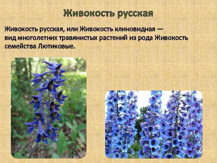Живокость русская, или Живокость клиновидная — вид многолетних травянистых растений из рода Живокость семейства