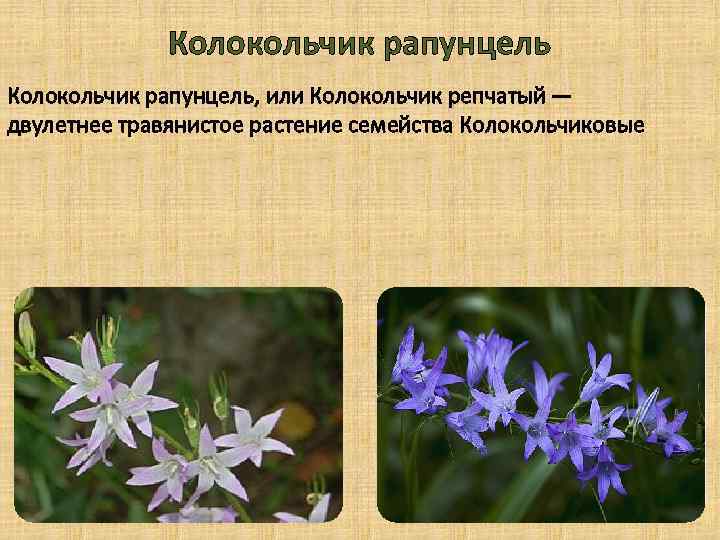 Колокольчик рапунцель, или Колокольчик репчатый — двулетнее травянистое растение семейства Колокольчиковые 