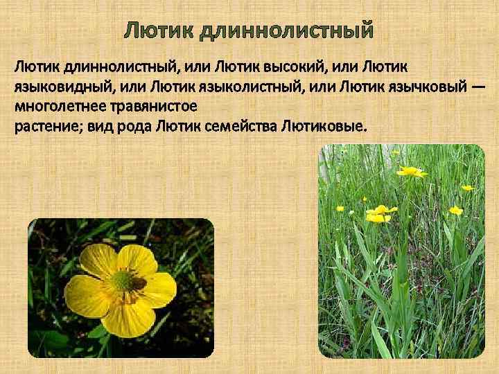 Лютик длиннолистный, или Лютик высокий, или Лютик языковидный, или Лютик языколистный, или Лютик язычковый