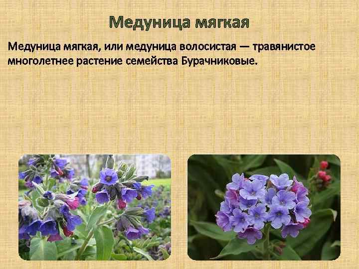 Медуница мягкая, или медуница волосистая — травянистое многолетнее растение семейства Бурачниковые. 