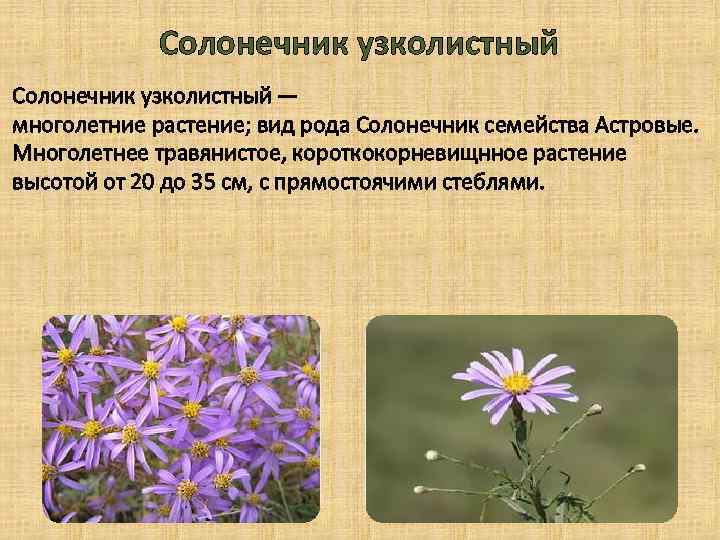 Солонечник узколистный — многолетние растение; вид рода Солонечник семейства Астровые. Многолетнее травянистое, короткокорневищнное растение