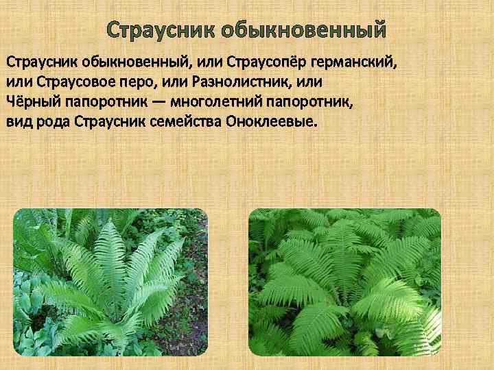 Страусник обыкновенный, или Страусопёр германский, или Страусовое перо, или Разнолистник, или Чёрный папоротник —