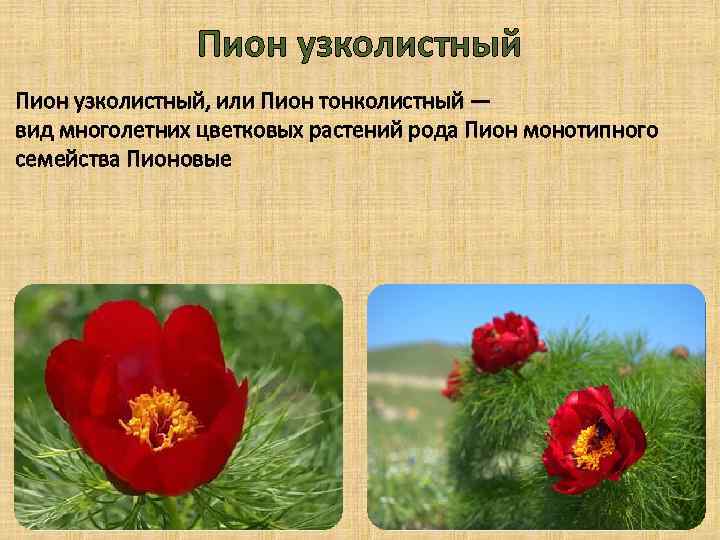 Пион узколистный, или Пион тонколистный — вид многолетних цветковых растений рода Пион монотипного семейства