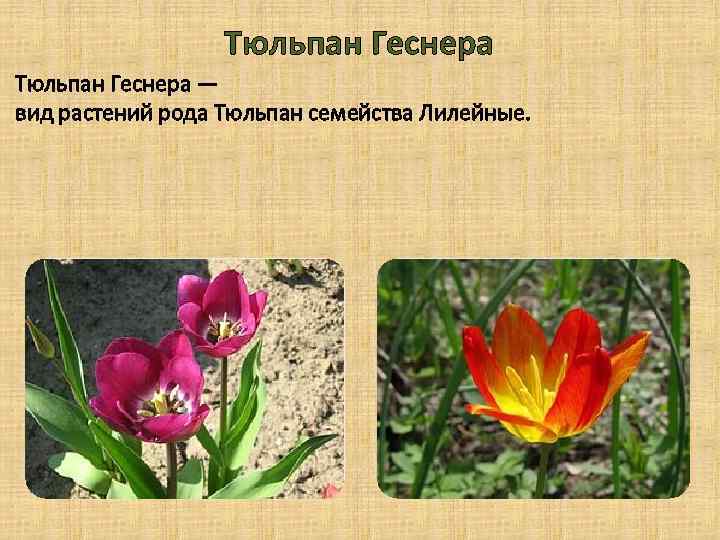 Тюльпан Геснера — вид растений рода Тюльпан семейства Лилейные. 