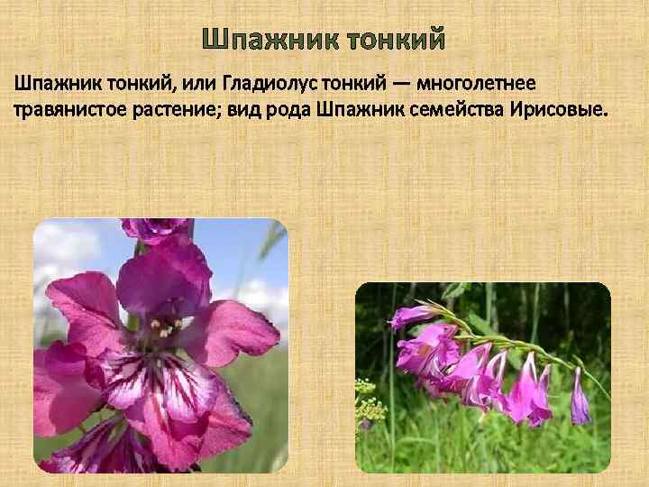 Шпажник тонкий, или Гладиолус тонкий — многолетнее травянистое растение; вид рода Шпажник семейства Ирисовые.