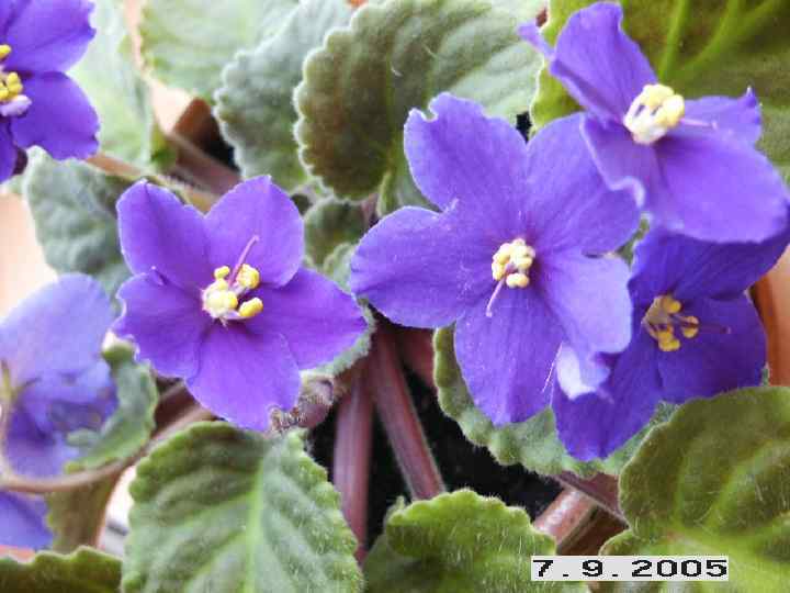 Спасибо за внимание 24. 10. 2005 