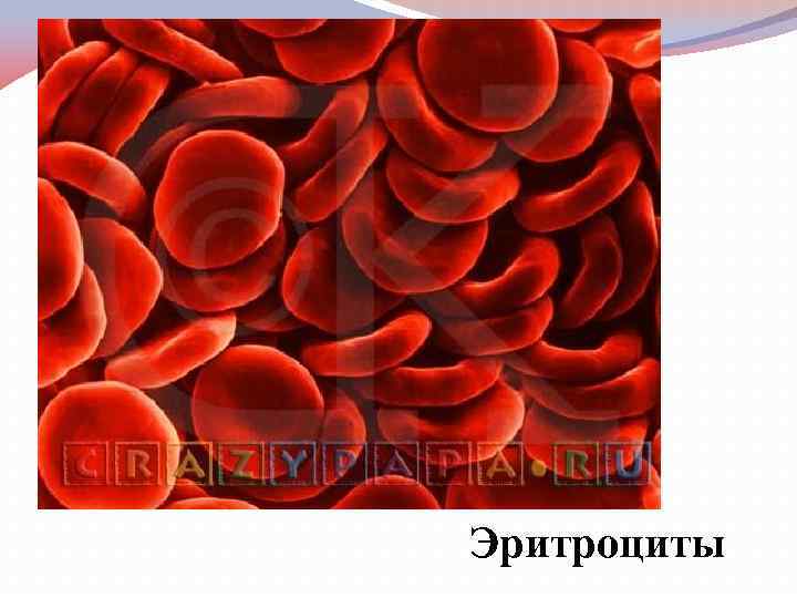 Эритроциты 