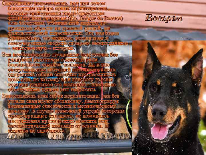 Совершенно непостижимо, как при таком блестящем наборе ярких характеристик, которые свойственны гладкошерстным французским овчаркам