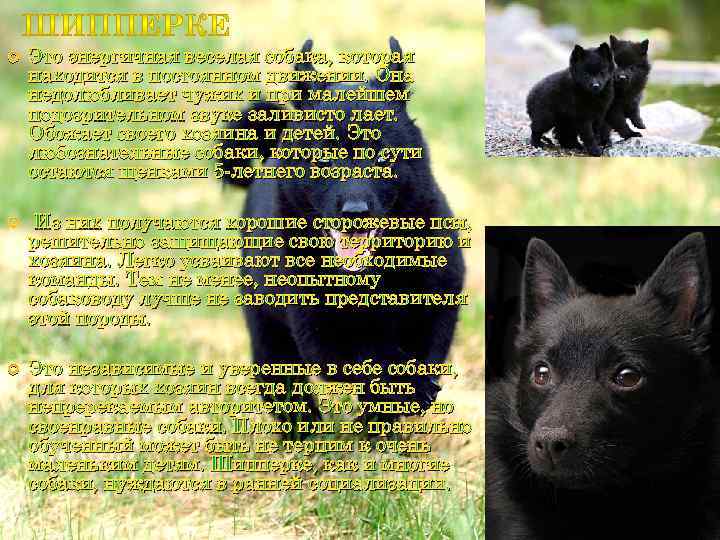  Это энергичная веселая собака, которая находится в постоянном движении. Она недолюбливает чужих и